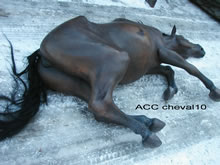 ACC CHEVAL10